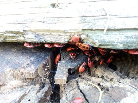 Firebug (Pyrrhocoris apterus)