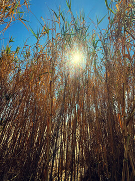 Arundo Donax or Spanish Reed growing over sunny blue sky background, sunflare. Wild Mediterranean bamboo shoots swaying on the wind. Garden design, gardening. Sun light. Vertical photo