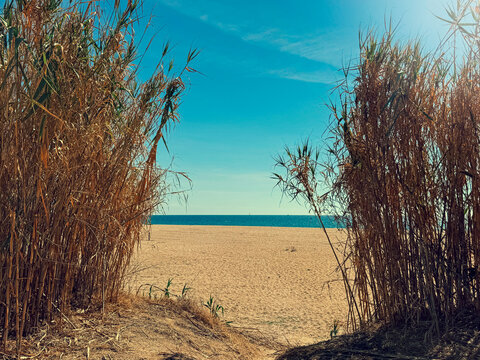 Beautiful Sea view, beach, coast with wild reed, summer vacation concept, sea shore, seaside, ocean beach, seaview, coastline. Arundo Donax Spanish Reed growing on a beach, sunny blue sky background
