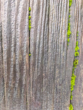 Weathered Wooden Planks Reveal Fine Grain and Green Moss Along Narrow Gaps