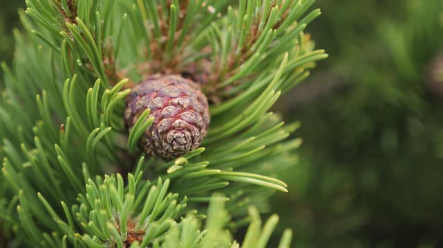 Mountainpine cone on a branch grows and changes in a natural setting with green needles.