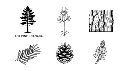 Obraz premium Very beautiful black and white flat vector botanical collection featuring Jack Pine tree, sapling, branch, short needles, fire-opened seed cones, pollen cones, rugged bark and wood cross-section, labe