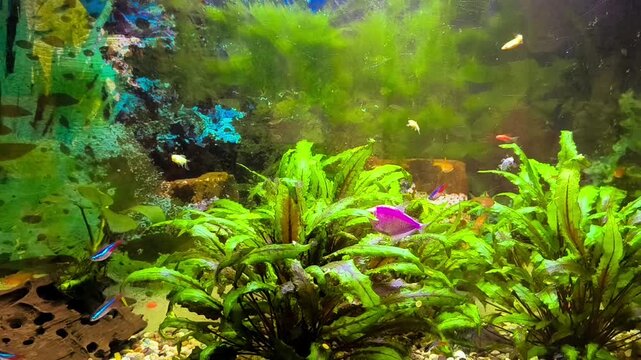 Colorful fish swim in a bright aquarium with lush green plants 