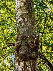 Fototapeta premium Close-up of a birch tree trunk with a large burl or growth in the forest