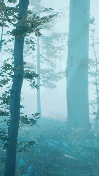 A forest features tall trees surrounded by thick fog. The scene shows a calm morning with fog covering the ground and the trees. Light filters through the mist.