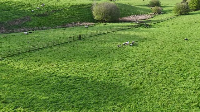 Chagford Green Pasture and Sheep Aerial