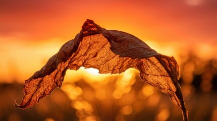 Fototapeta premium Scorched leaf with browning edges and stomata texture against blazing sky illustrating plant heat stress