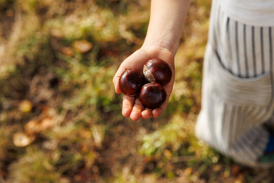 Child holding horse chestnuts outdoors in early autumn