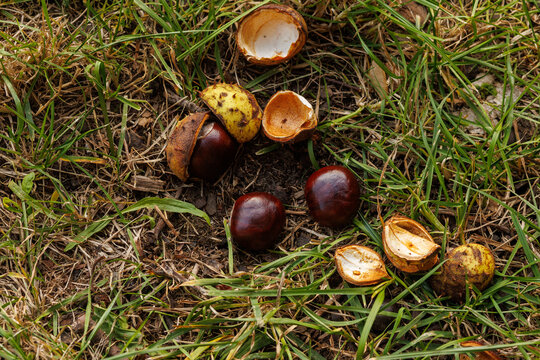 Horse chestnuts and empty husks scattered on grass
