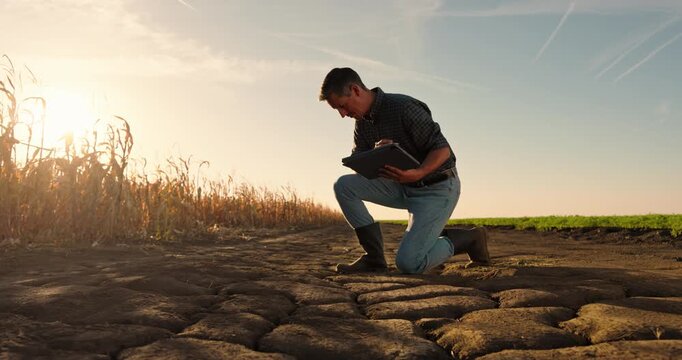 Concerned farmer using a tablet to inspect a cracked, dry field during a severe drought at sunset. Climate change affecting agriculture