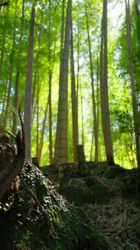 苔むした岩の上に伸びる竹林を見上げる、縦位置の光差す竹の森