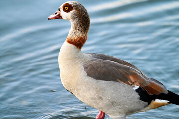 egyptian goose near water © Mary