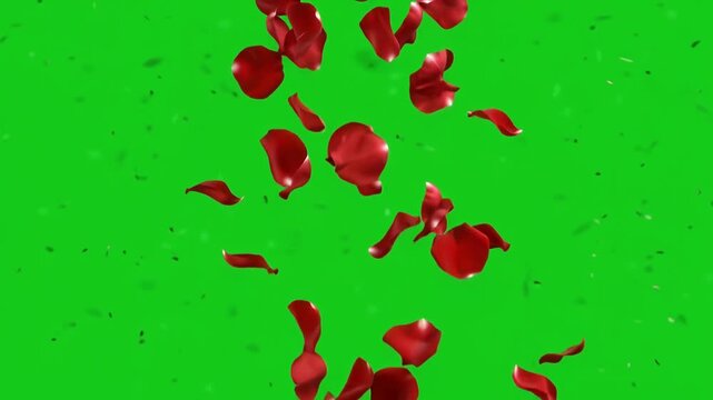 Red rose petals falling down gently on a chroma key green screen background