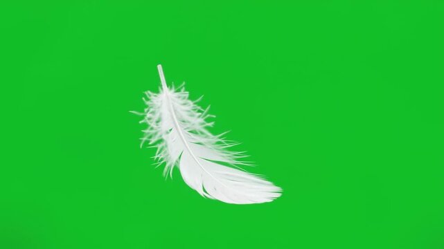 Delicate white feather falling slowly on chroma key green screen