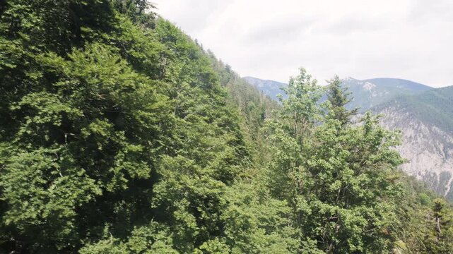 View of a dense forest while moving with a cable car down from the Raxalpe in Austria