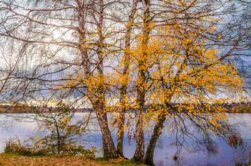 Fototapeta premium Green lake in Seattle WA. These photo was taken in autumn season.