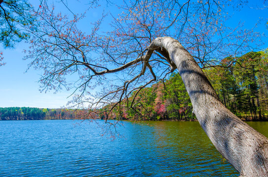 Lake Johnson of Raleigh NC