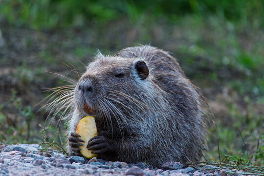 Nutria (coypu) sitting on the ground and eating a slice of apple in a natural park.