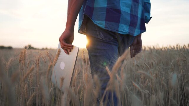 Person holding laptop computer walking through wheat field at sunset. Man carries device outdoors in rural farmland. Technology meets agriculture in golden hour light. Remote work concept.