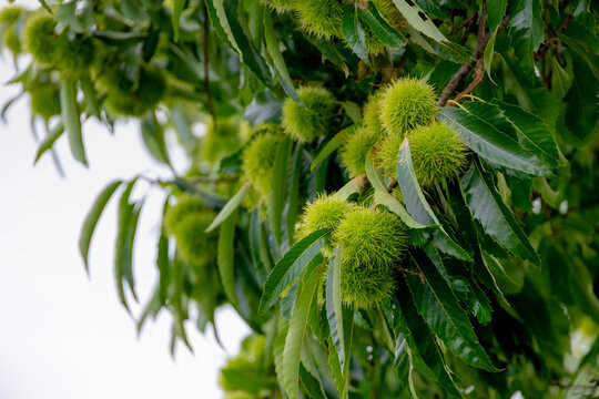 Wild and unripe chestnuts with green leaves on trees in the forest, The chestnuts are a group of eight or nine species of deciduous trees and shrubs in the genus Castanea in the beech family Fagaceae.