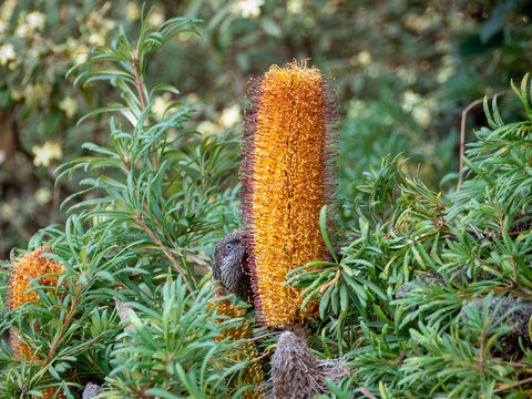 Banksia flower with a discreet Wattle bird at the base of and behind the flower just eye visible. 