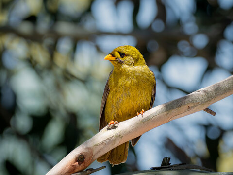 A Bell Miner bird sitting in profile left on a Eucalyptus tree branch