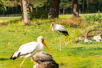 Obraz premium Yellow Billed Stork at Safari Park Beekse Bergen, Zoo in The Netherlands