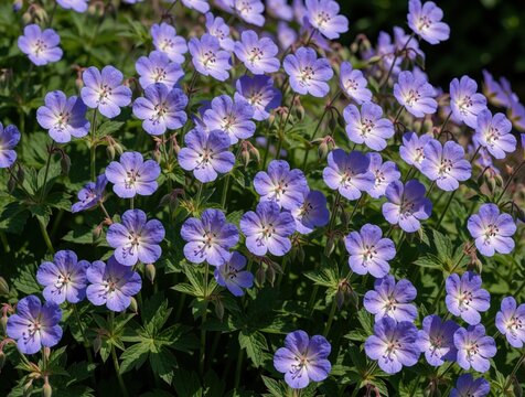 Purple geranium pratense Hocus Pocus flowers bloom in summer garden. Perennial meadow geranium groundcover grows in sunny field. Macro view of violet blossom petals, green leaves. Beautiful wild