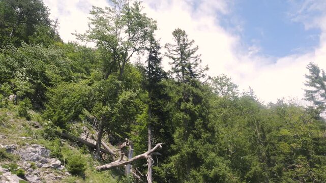 View of a dense forest while moving with a cable car down from the Raxalpe in Austria