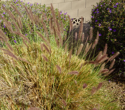 Fountain Grass  (Pennisetum setaceum)