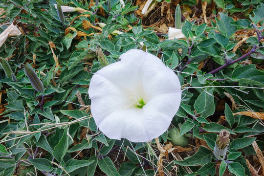Close-up of a large white sacred datura flower blooming beautifully amidst dense dark green leaves and developing spiky seed pods.