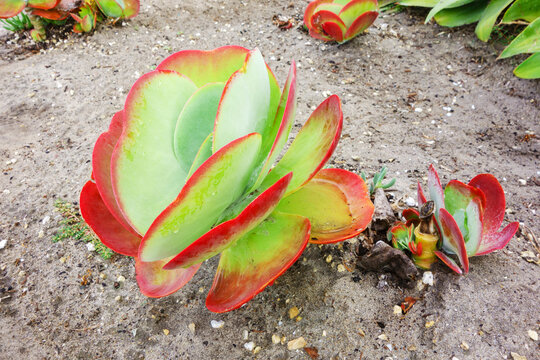 Large paddle plant succulent growing in sandy garden soil with flat green leaves displaying striking bright red edges under morning light, San Diego, California