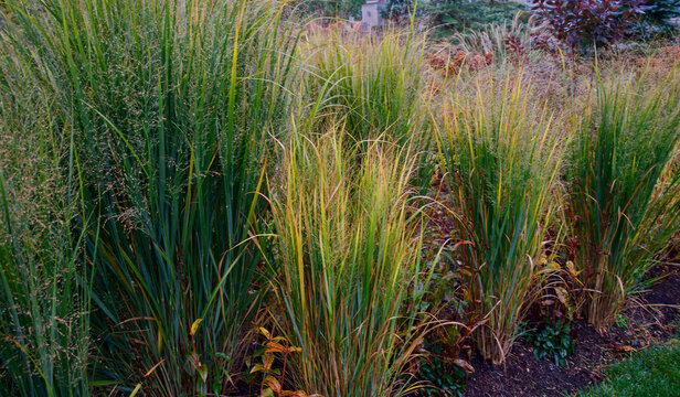 October paints Northwind switchgrass in strokes of gold and green, its upright blades and delicate seed heads weaving a luminous rhythm through the autumn garden.
