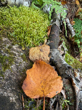 une feuille morte sur le sol en automne	
