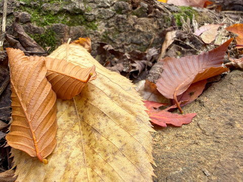 une feuille morte sur le sol en automne	