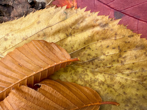 une feuille morte sur le sol en automne
