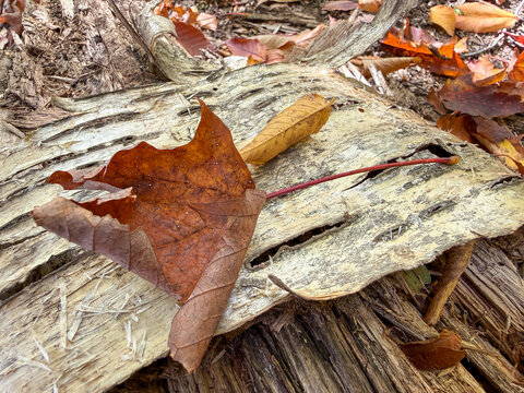 une feuille morte sur le sol en automne