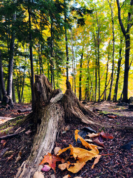 le tronc d'un arbre dans la for&ecirc;t	en automne