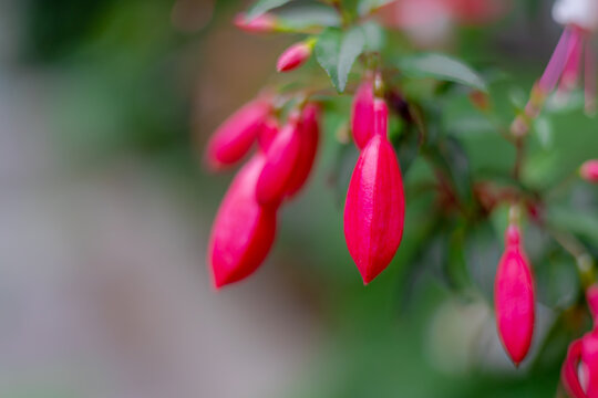 Selective focus purple red flowers bud of Fuchsia magellanica in garden, Hummingbird fuchsia or hardy fuchsia is a species of flowering plant in the family Evening Primrose family, Natural background.