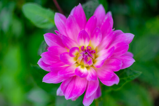 Selective focus of purple pink flower in garden with green leaves, Dahlia is a genus of bushy, Tuberous, Herbaceous perennial plants, The Asteraceae family of dicotyledonous plant, Natural background.