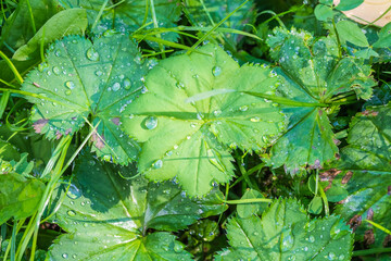 Green leaves with water drops after rain © Dmitrii Potashkin