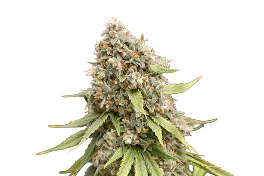 the cola of a marijuana plant Isolated on transparent background 