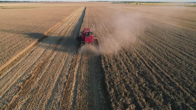 Red combine harvester working in vast soybean field. Aerial harvest view shows machinery cutting crop rows. Dust rises behind combine during harvest. Farm field stretches to horizon at golden sunset.