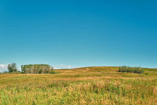 Prairie Grassland With Aspen Tree Clusters Under a Blue Sky