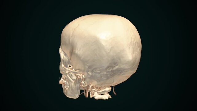 3D CT scan reconstruction of a human skull with facial bones and upper cervical spine on a dark background, medical anatomy animation