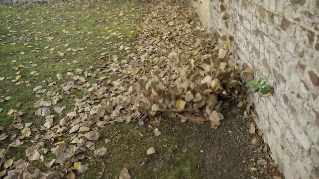 Blowing fallen autumn leaves with leaf blower tool close up, clearing dry foliage from green mossy lawn near brick wall, autumn garden cleanup backyard maintenance.
