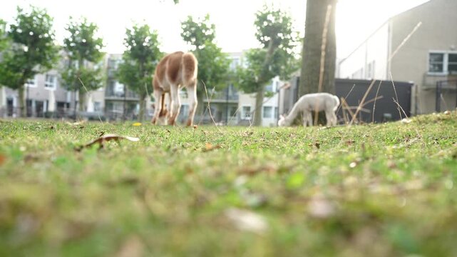 Two alpacas grazing on green grass pasture in a city zoo, low angle shot of white and brown llamas eating on a lawn with blurred background, eco farming concept.