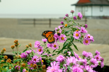 Naklejka premium Monarch Butterfly and Bumblebee on Asters