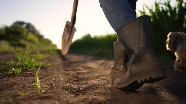 Farmer walking with shovel on farm field at sunset wearing rubber boots. Person farming in garden with spade tool. Agricultural work in soil. Farmer cultivating ground for planting crops.