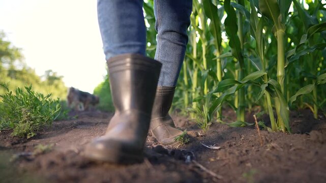 Farmer walking in rubber boots through corn field. Boots step on dirt soil between corn rows. Worker walks along maize crop in farm field at sunset. Farmer feet move on soil near green corn stalk.